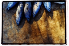 blue-fish-puerto-angel