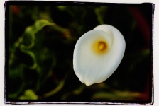 calla-lilly-san-miguel